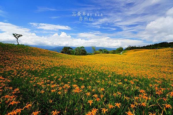 20140823赤科山赤柯山金針花