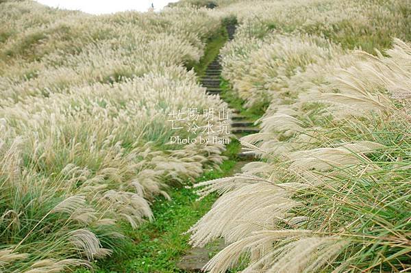 陽明山冷水坑芒花