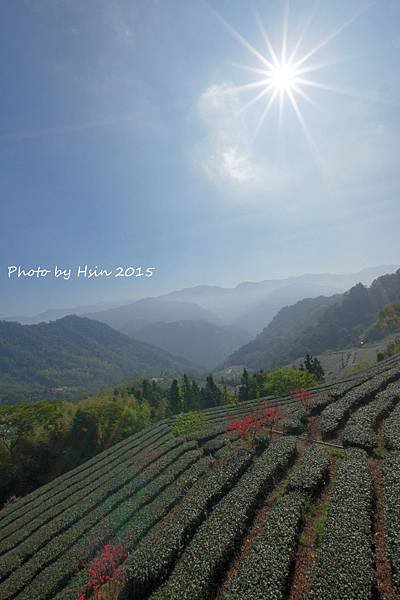 隙頂生力農場二館銪茗堂