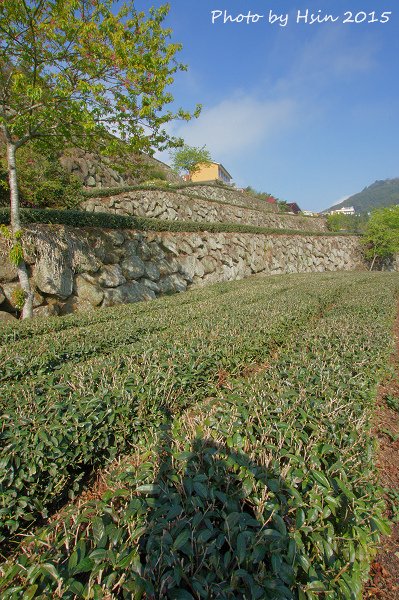 隙頂生力農場二館銪茗堂