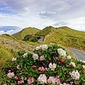合歡尖山杜鵑