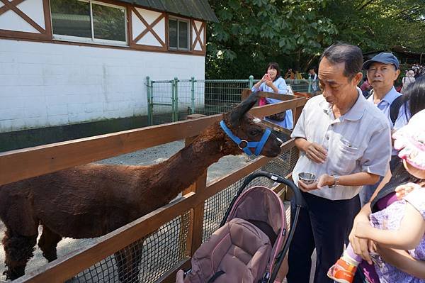 Fuji Safari Park 可以餵動物耶