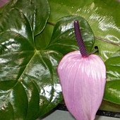2011花博0040.jpg