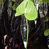 2011花博0037.jpg