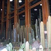 2011花博0077.jpg
