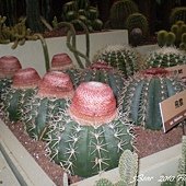 2011花博0080.jpg