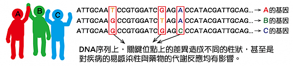 2肥胖基因蘋果樹醫美減肥減重