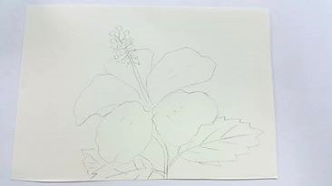 廣告顏料 水彩 壓克力顏料 繪畫 扶桑花2