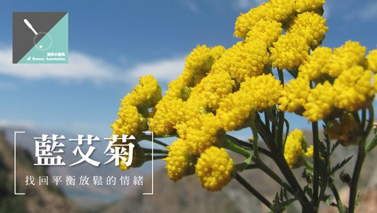 找回平衡放鬆的情緒「藍艾菊」