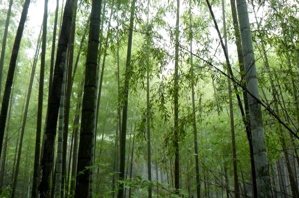 竹林