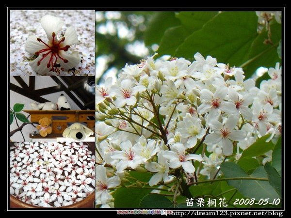 20080510_苗栗桐花_pixnet.jpg