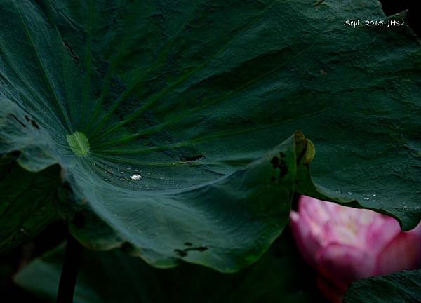 HSU_8368-1