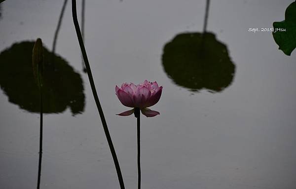 20150903植物園探荷