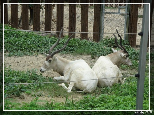 PhotoCap_075.jpg