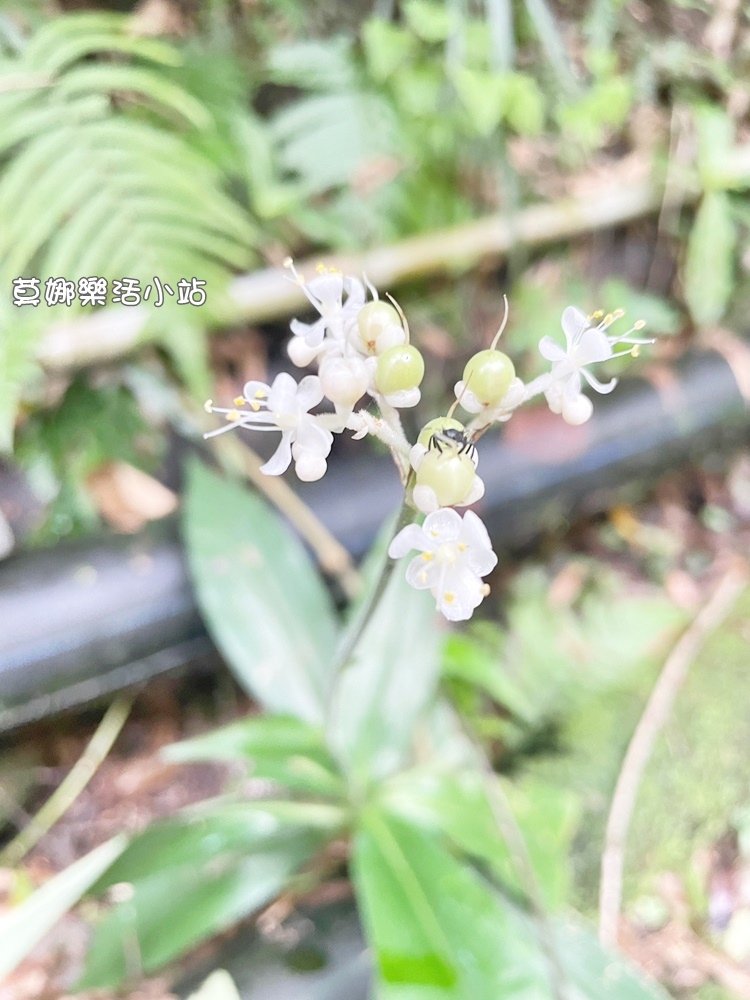 【瘋跟團】狼狽玩很難進去遠的要命的..小烏來風景區+巴陵古道