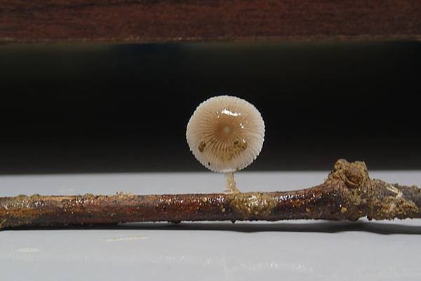 P5300549m