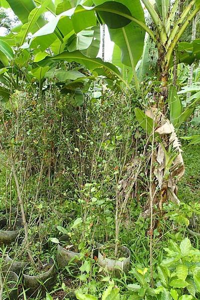 小果油茶樹