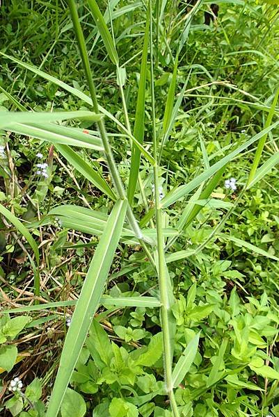 P5237281m