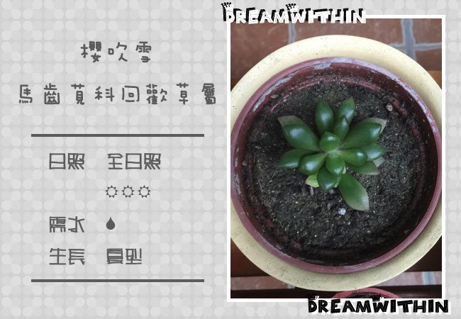 櫻吹雪.jpg