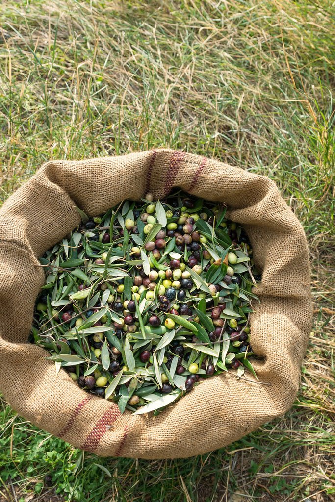 freshly-harvested-olives-(hr).jpg