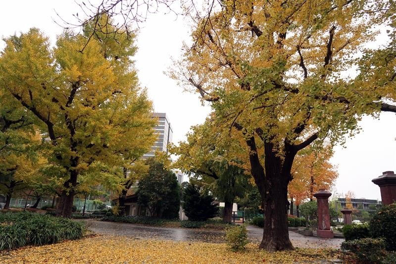 東京銀杏 日比谷公園 013.jpg