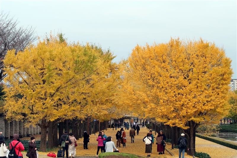 日本銀杏 國營昭和記念公園 020.jpg