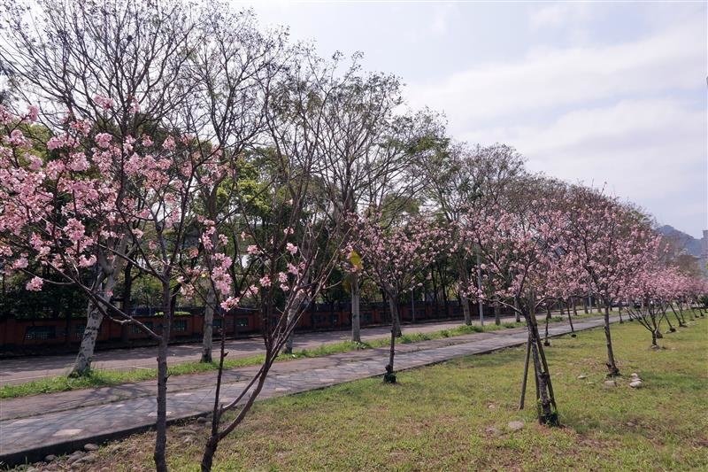 三峽 台北大學 櫻花 019.jpg