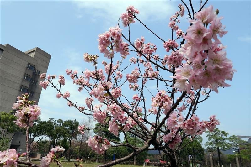 三峽 台北大學 櫻花 021.jpg