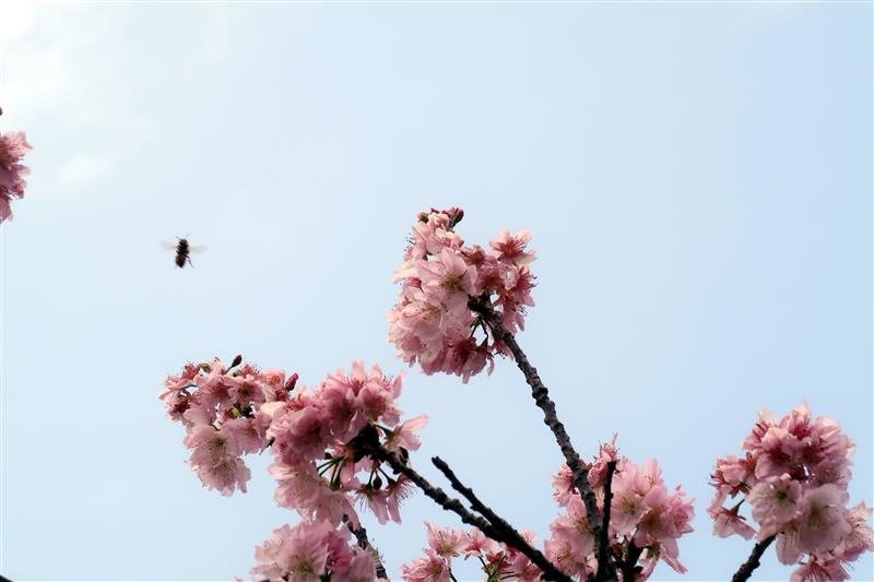 三峽 台北大學 櫻花 031.jpg