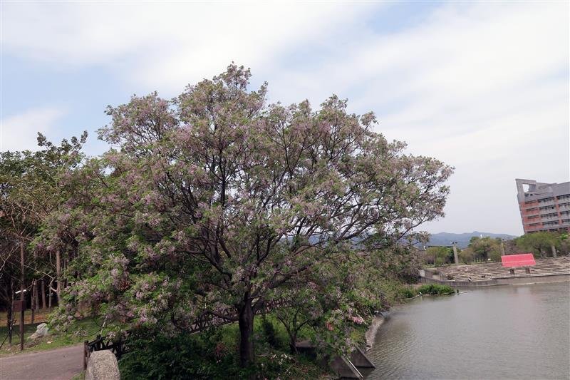 三峽 台北大學 櫻花 040.jpg