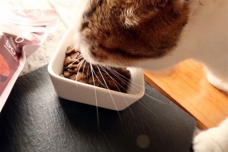 貓飼料 貓寶ss60 貓乾糧 045.jpg