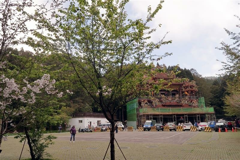 阿里山森林遊樂區 櫻花樹  櫻王 (6).jpg