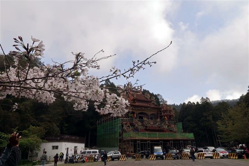 阿里山森林遊樂區 櫻花樹  櫻王 (7).jpg