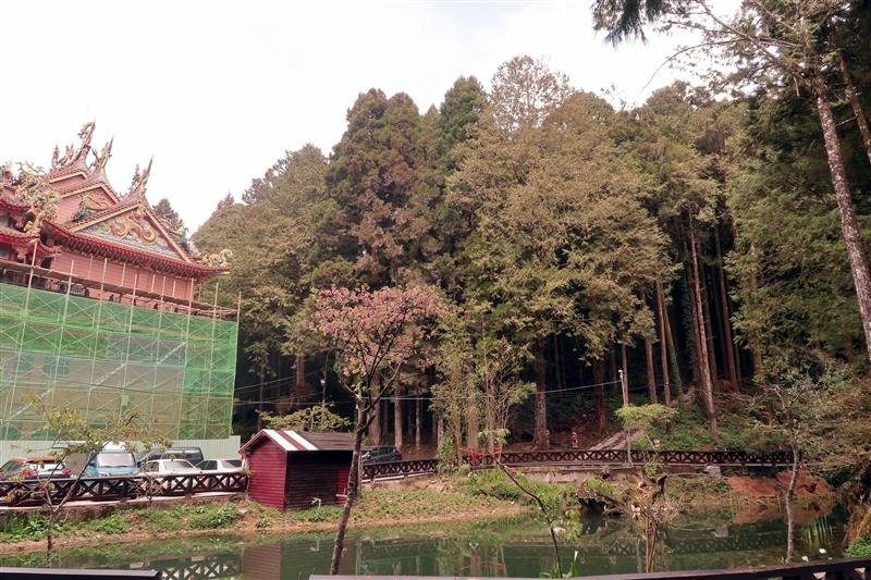 阿里山森林遊樂區 櫻花樹  櫻王 (9).jpg