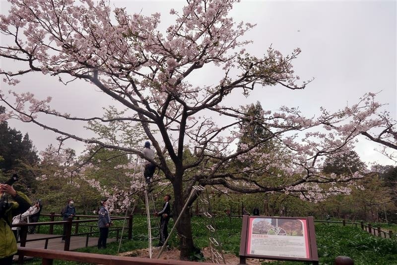 阿里山森林遊樂區 櫻花樹  櫻王 (12).jpg