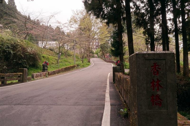 阿里山森林遊樂區 櫻花樹  櫻王 (11).jpg