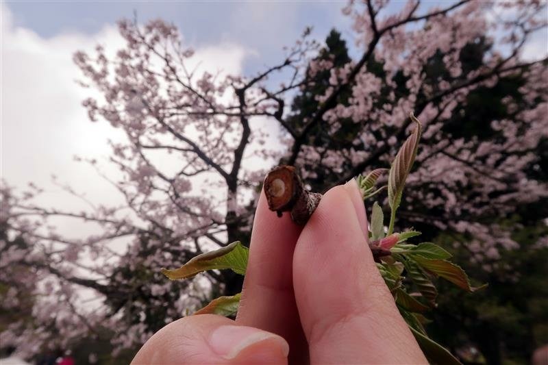 阿里山森林遊樂區 櫻花樹  櫻王 (22).jpg