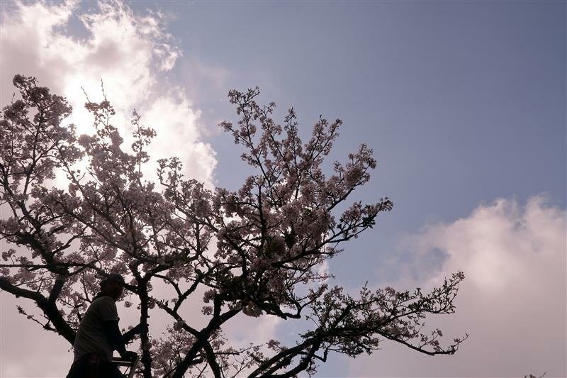 阿里山森林遊樂區 櫻花樹  櫻王 (23).jpg