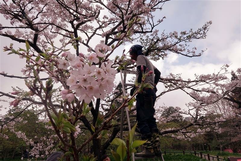 阿里山森林遊樂區 櫻花樹  櫻王 (24).jpg