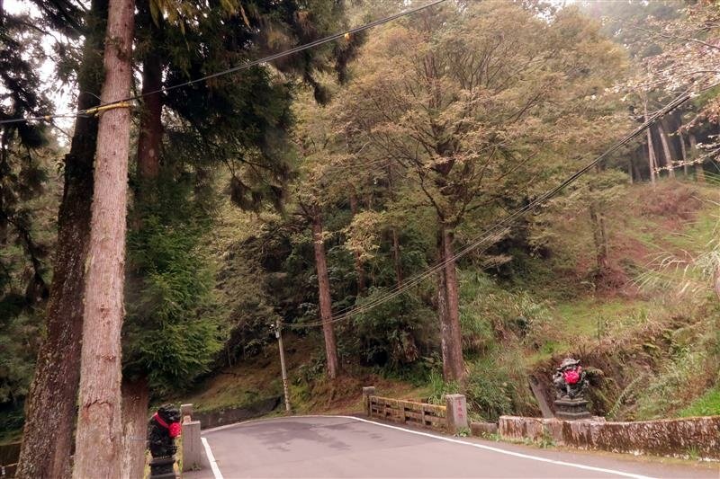 阿里山森林遊樂區 櫻花樹  櫻王 (28).jpg