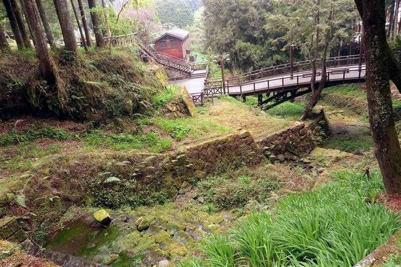 阿里山森林遊樂區 櫻花樹  櫻王 (29).jpg