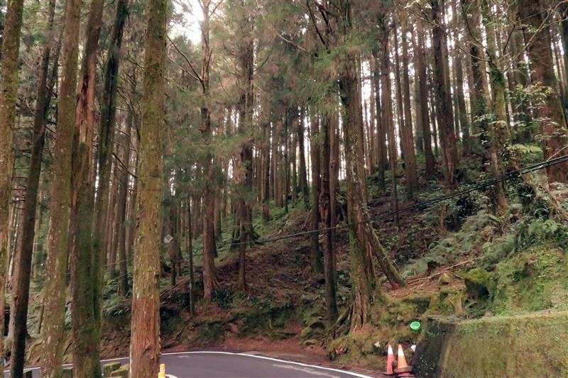 阿里山森林遊樂區 櫻花樹  櫻王 (30).jpg