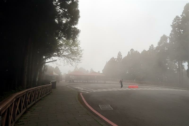 阿里山森林遊樂區 櫻花樹  櫻王 (33).jpg