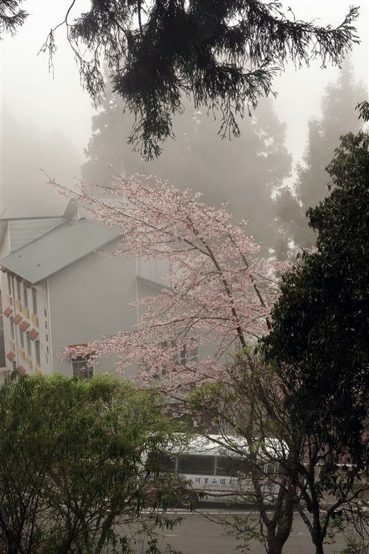 阿里山森林遊樂區 櫻花樹  櫻王 (35).jpg