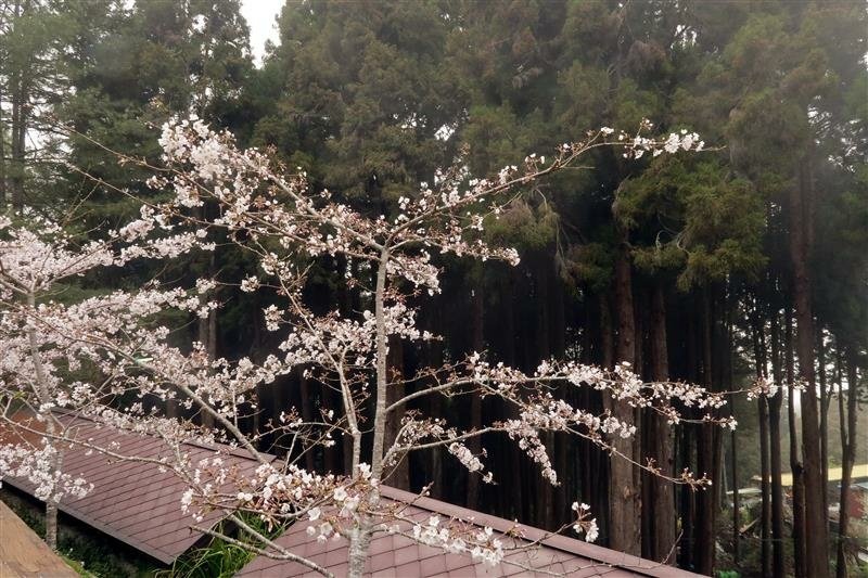 阿里山森林遊樂區 櫻花樹  櫻王 (36).jpg