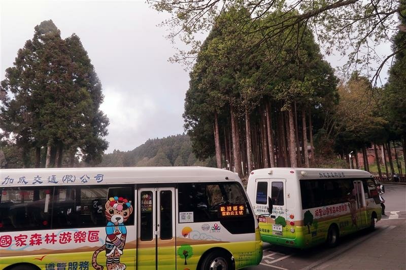 阿里山森林遊樂區 (15).jpg