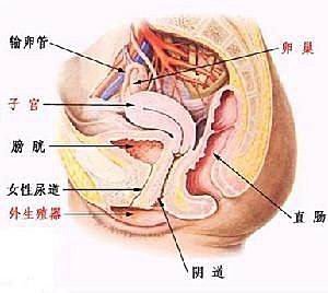 子宮側剖面圖