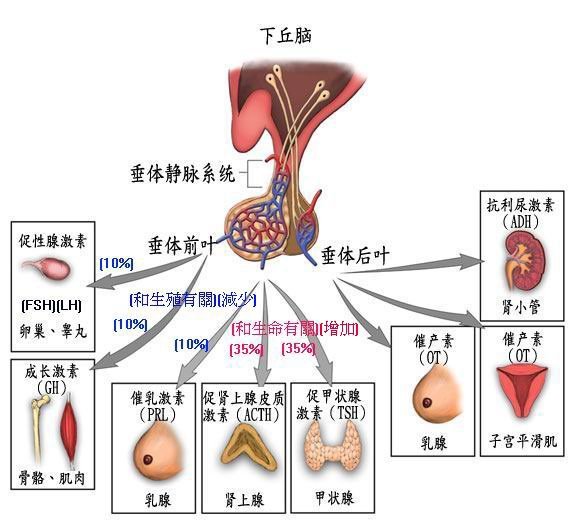 腦垂腺前葉不正常分泌圖.jpg