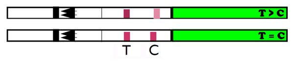 排卵試紙T大於C.jpg