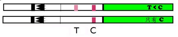 排卵試紙T小於C.jpg